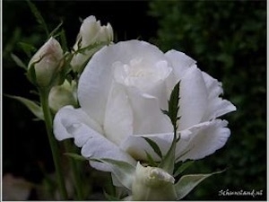 Storblommig 'Karen Blixen'